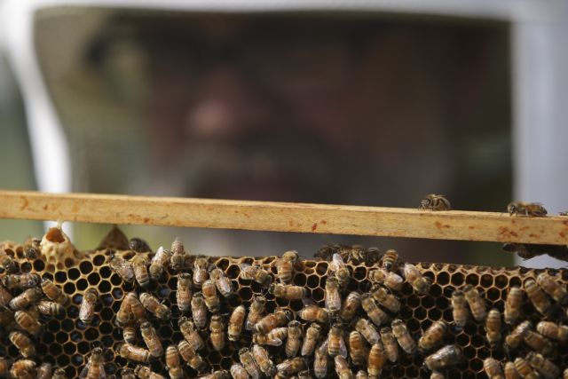 Επίθεση από χιλιάδες μέλισσες δέχθηκε άνδρας στην Αριζόνα